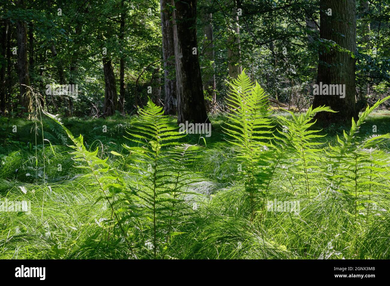 Fern in summertime sun with deciduous forest in background, Bialowieza Forest, Poland, Europe Stock Photo