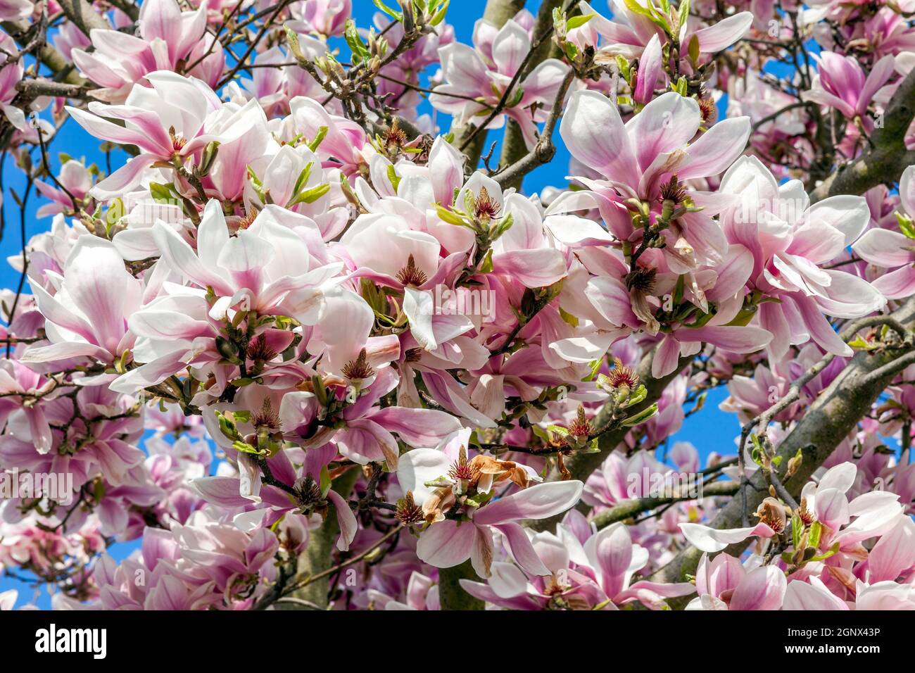 Pink magnolia blossom in flower on a springtime tree branch, close up ...