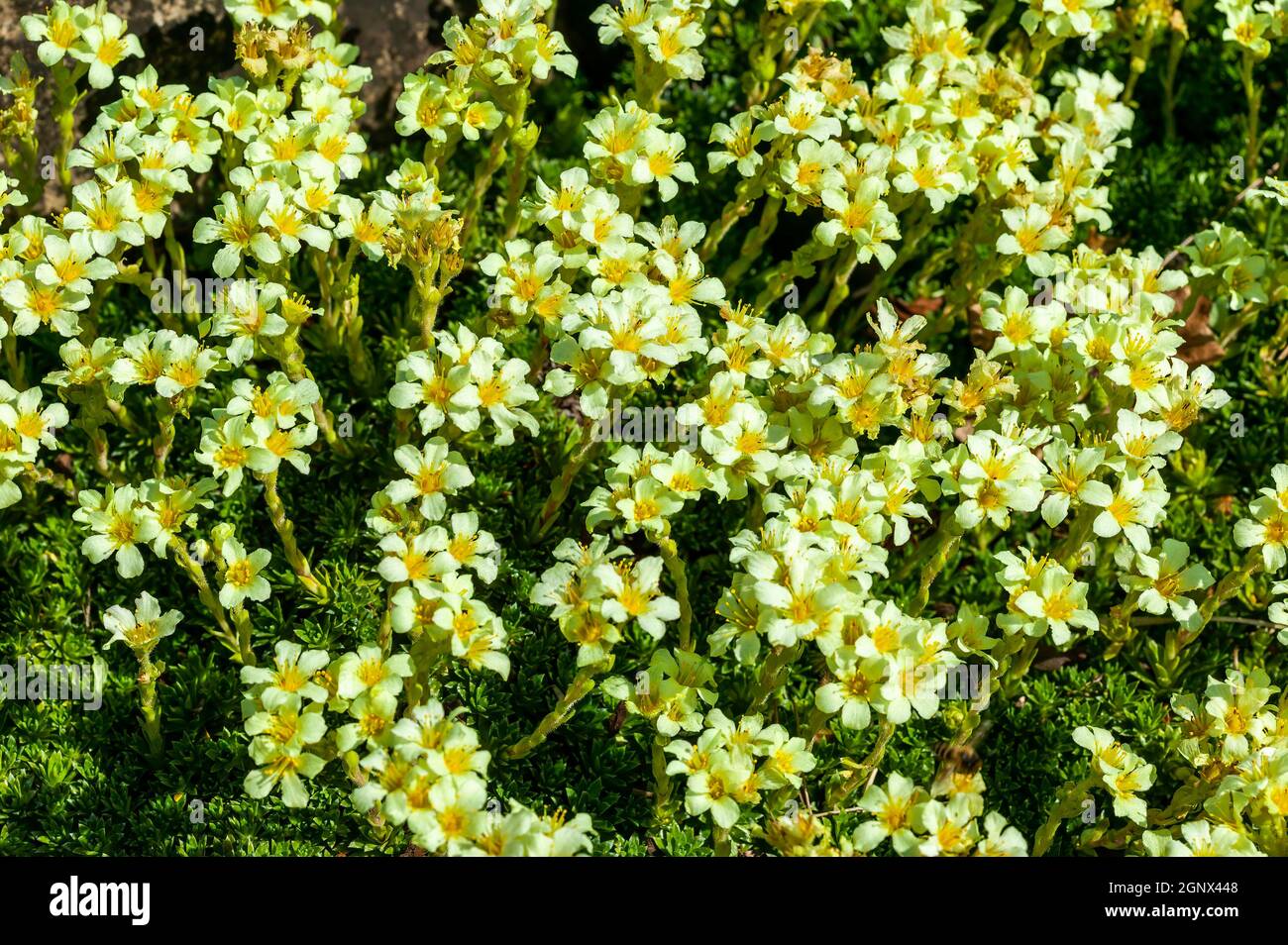 Saxifraga apiculata a  spring flowering evergreen alpine plant with a white yellow springtime flower commonly known as saxifrage or rockfoil, stock ph Stock Photo