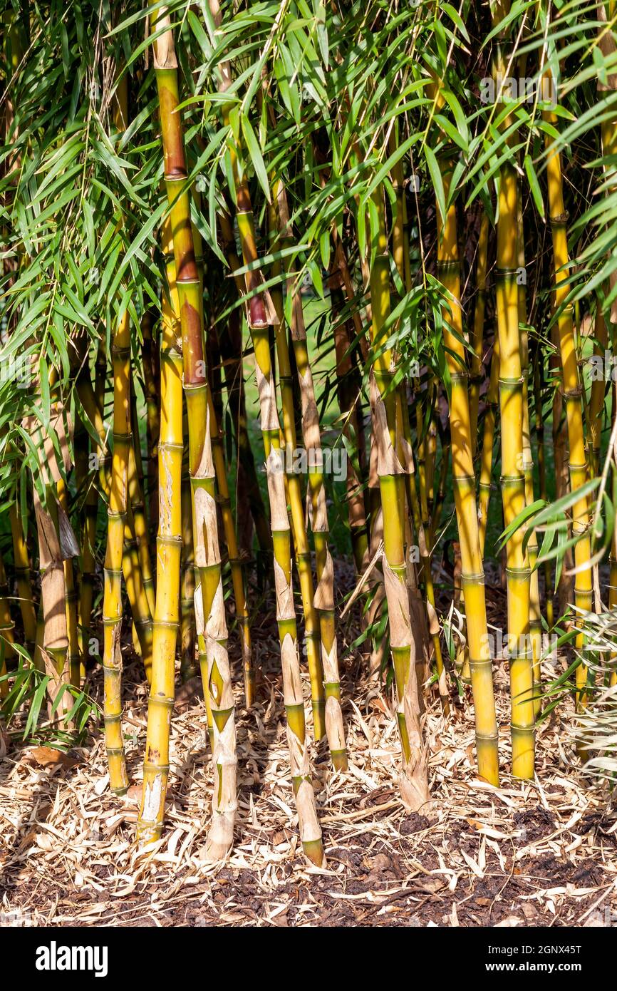 Chusquea aff. culeou 'Culeu' an evergreen bamboo flower plant commonly known as Chilean bamboo or Foxtail bamboo, stock photo image Stock Photo
