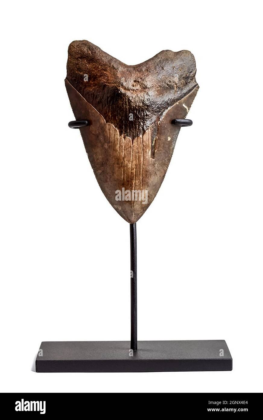 a Megalodon tooth on a white stand. Stock Photo