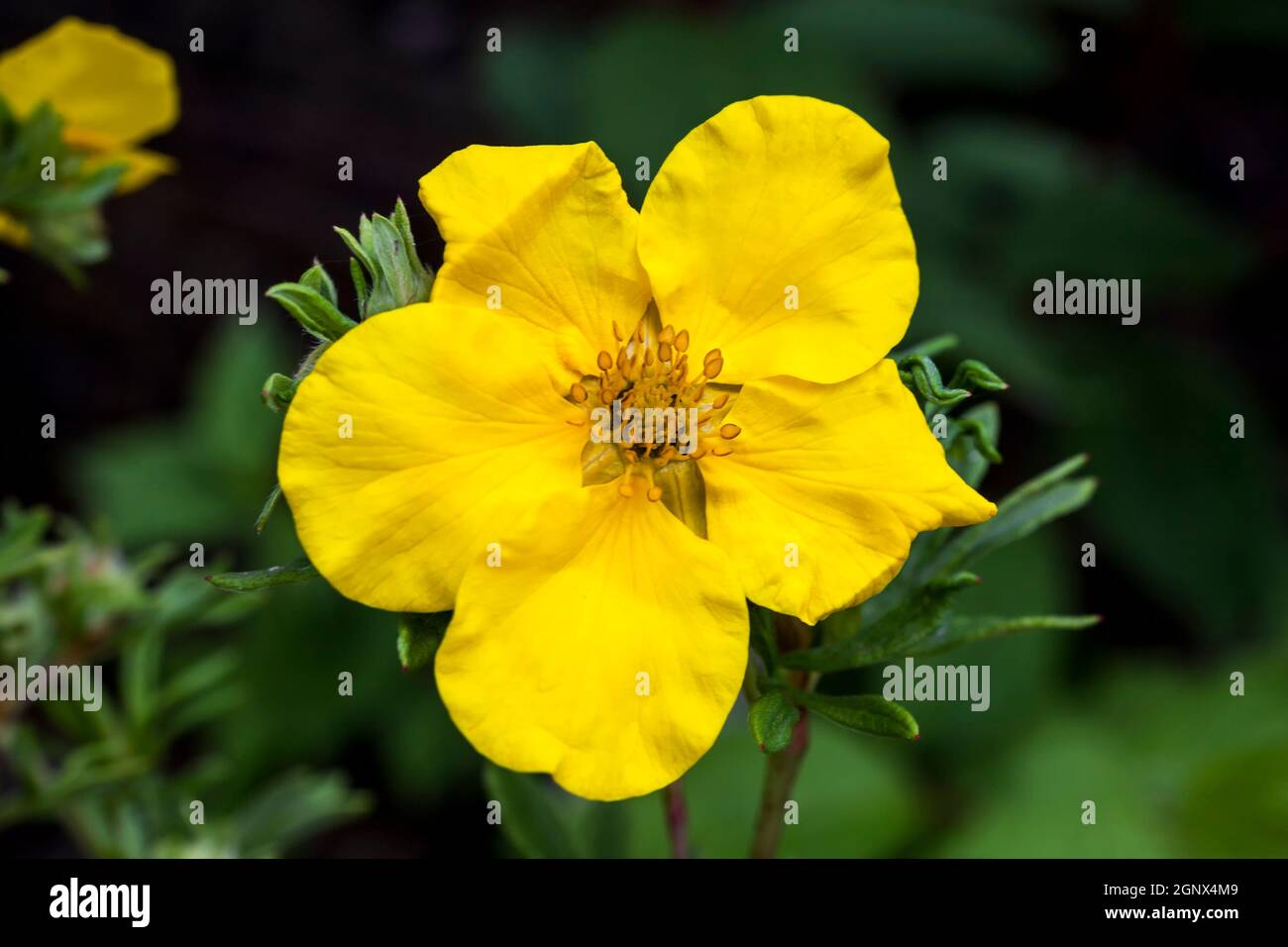 Potentilla 'Goldfinger' a yellow flowered plant known as cinquefoil Stock Photo