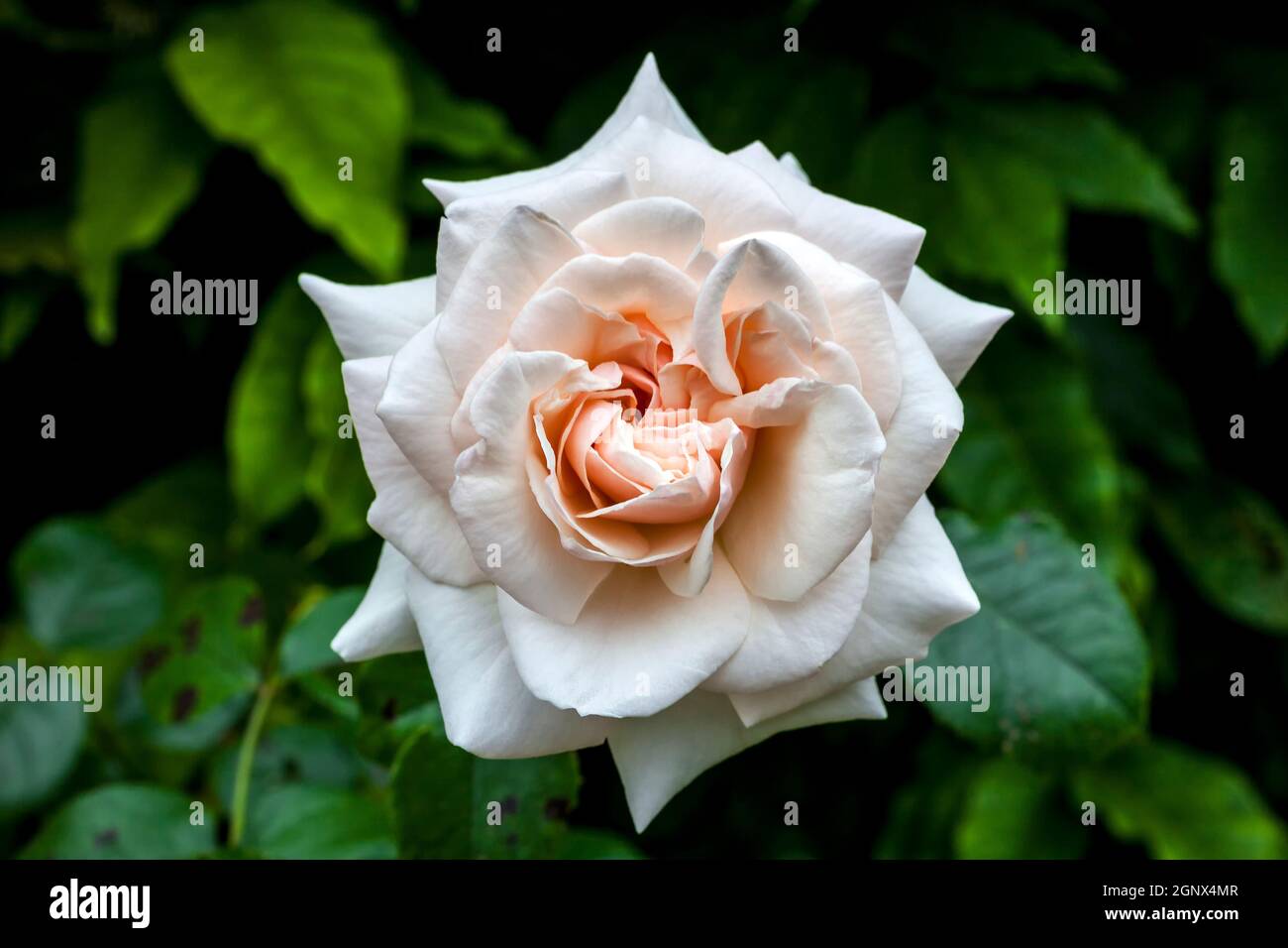 Rose rosa penny lane hardwell hi-res stock photography and images - Alamy