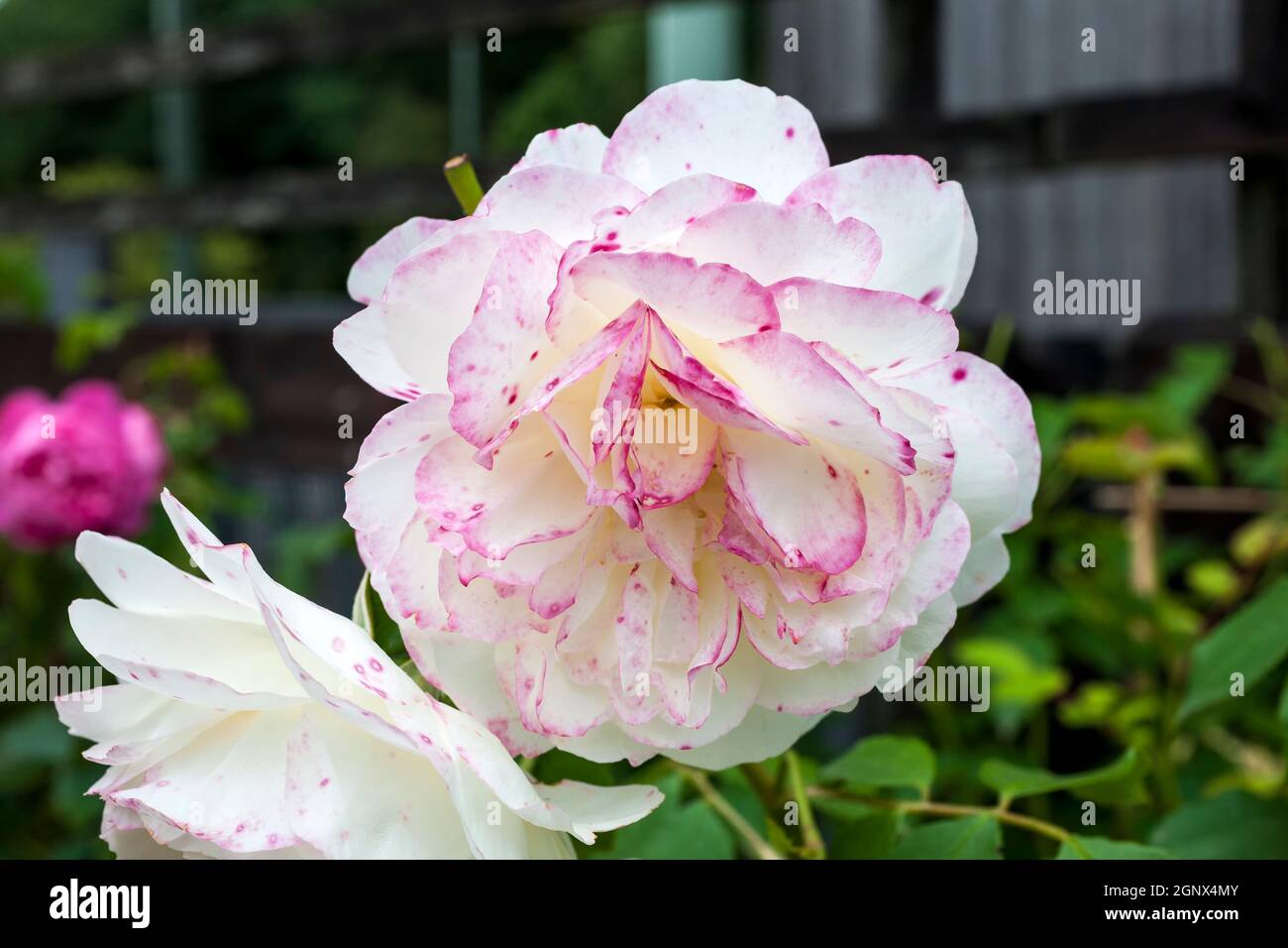 Rose 'Litchfield Angel' a pale peach pink and cream coloured double