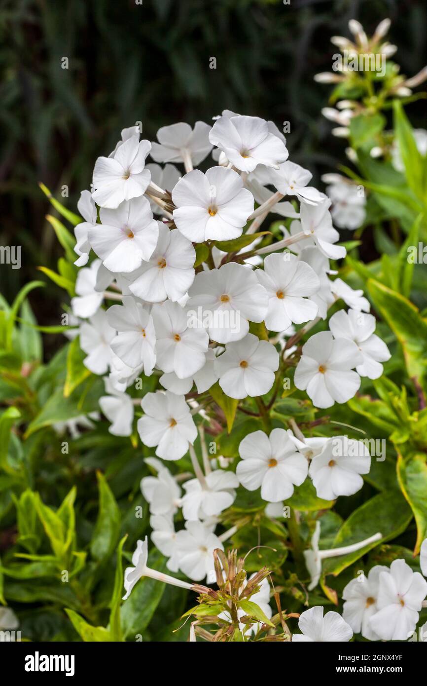Phlox carolina 'Miss Lingard' an herbaceous springtime summer white flower plant Stock Photo