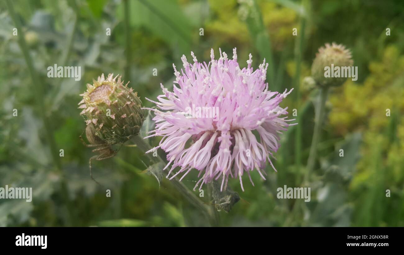Perennial thistle plant with spine tipped triangular leaves and purple flower heads surrounded by spiny bracts. Cirsium verutum thistle also known as Stock Photo