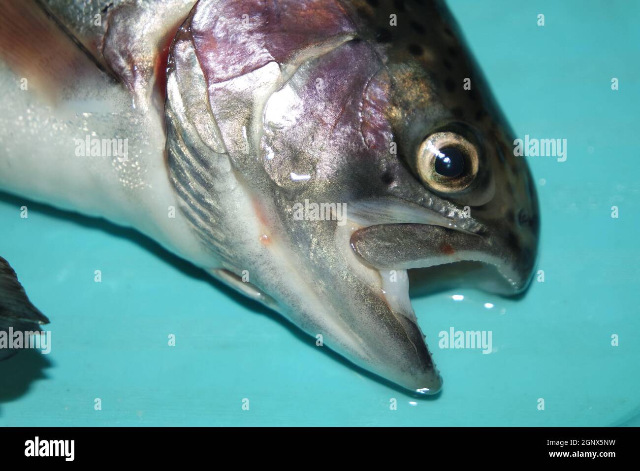 Cycloid scale hires stock photography and images Alamy