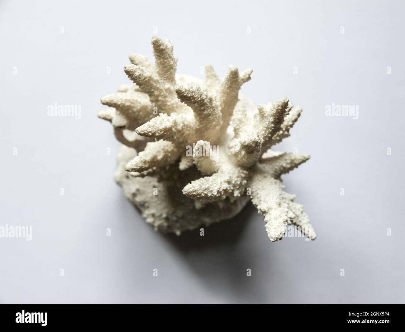 Dry coral branch isolated on white background Stock Photo - Alamy