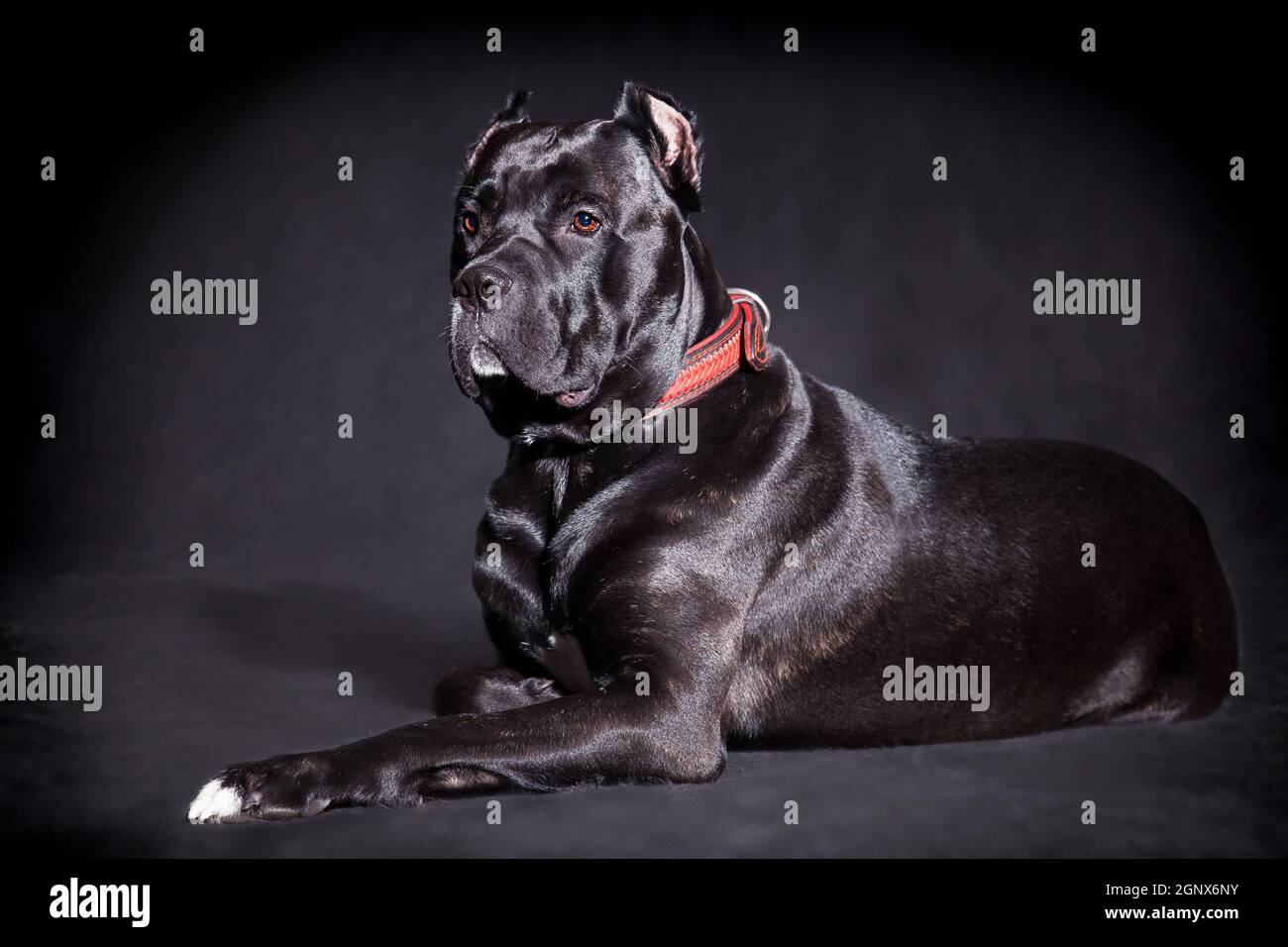 Acropolis cane corso mastiffs sales