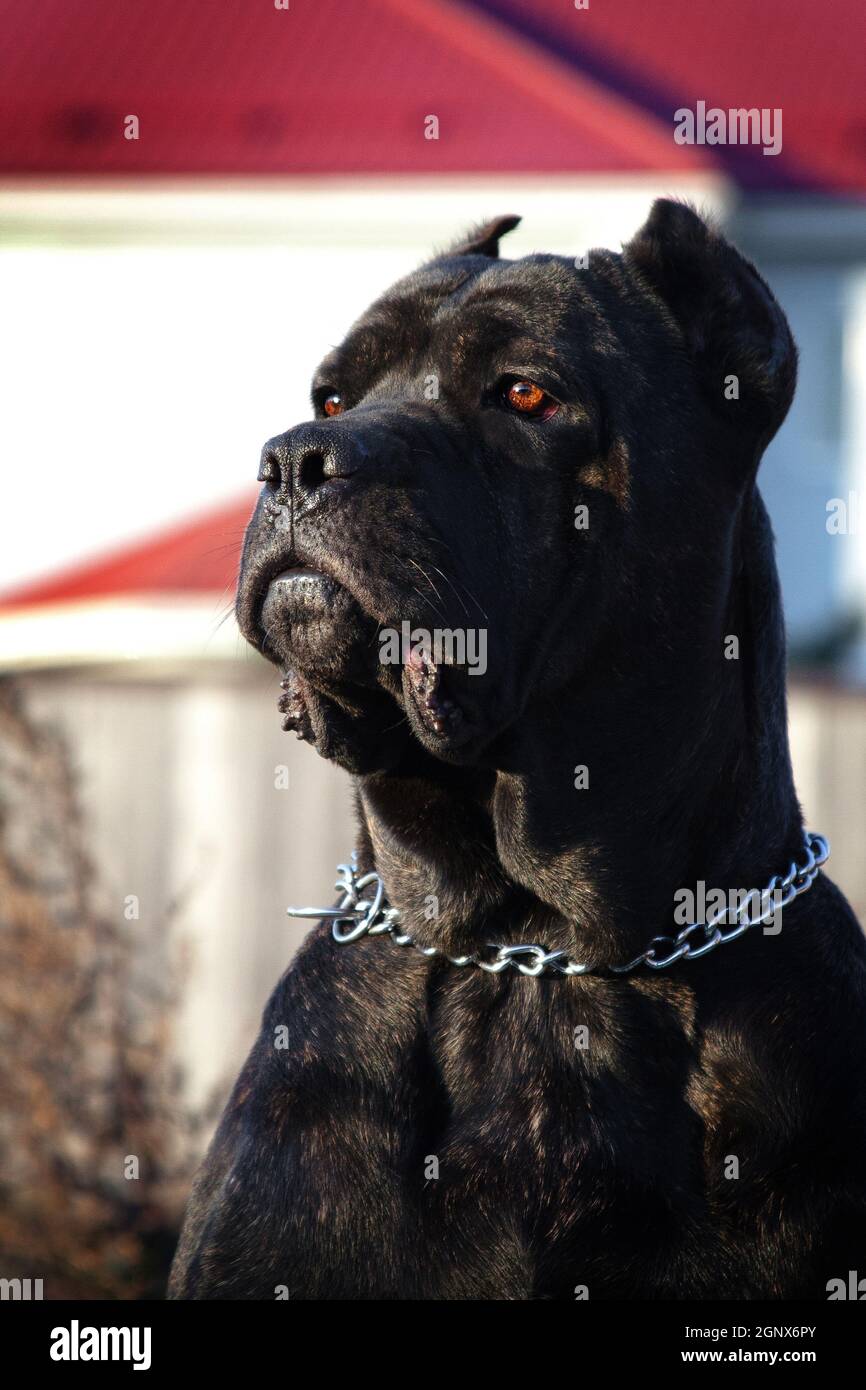 Kane-korso is a breed of dogs, one of the oldest representatives of the  Molossian group. Ancient Roman fighting dogs are considered official  ancestors Stock Photo - Alamy