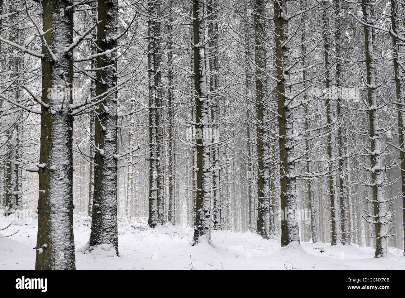 Winterwald bei Röhrenspring im Naturpark Sauerland-Rothaargebirge zugeschneiter Winterwald mit tief hängenden verschneiten Ästen und Zweigen. Stock Photo