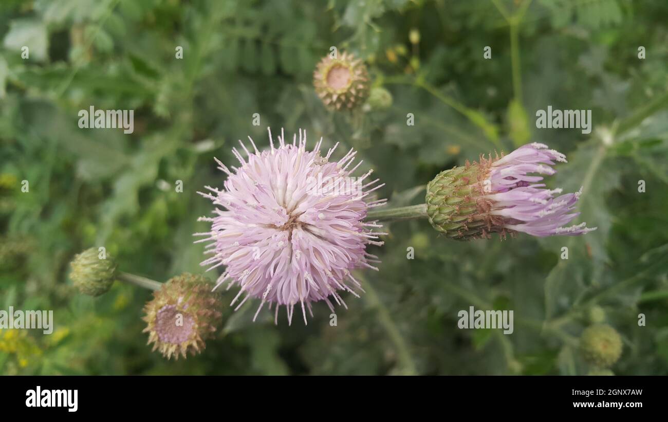 Perennial thistle plant with spine tipped triangular leaves and purple flower heads surrounded by spiny bracts. Cirsium verutum thistle also known as Stock Photo