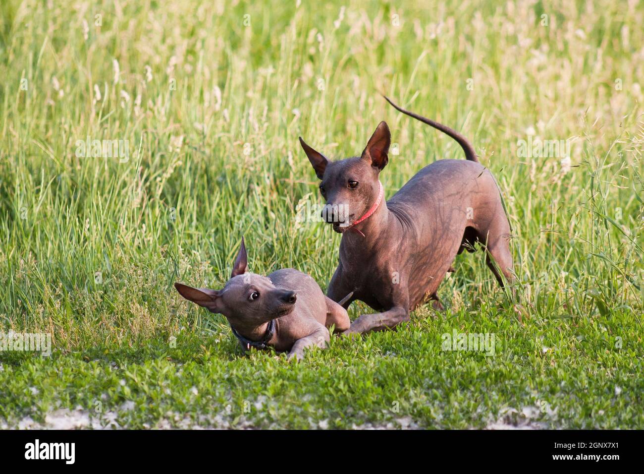 Two hairless xolo dog (Xoloitzcuintle, Mexican hairless dog), mother and  puppy, play in the summer on a background of green grass outdoors Stock  Photo - Alamy