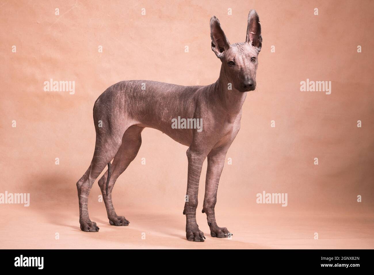 Brownbeige hairless xolo dog (xoloitzcuintle, Mexican hairless dog