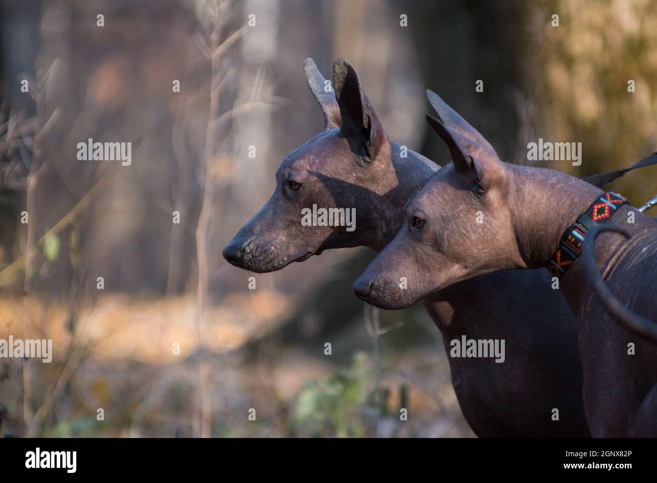 Two large brown hairless xolo dogs (Xoloitzcuintle, Mexican hairless