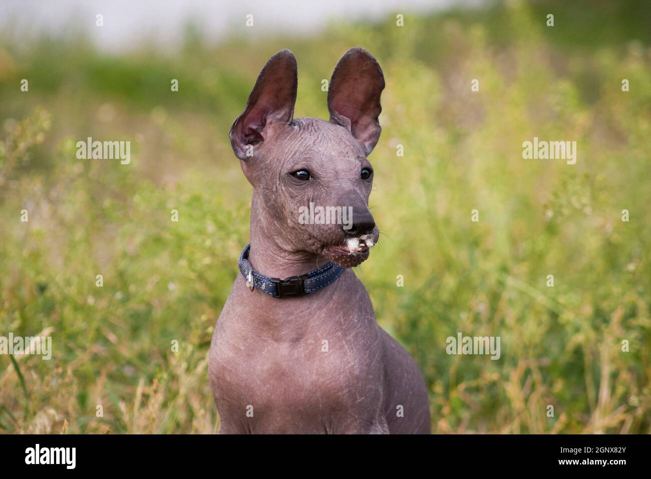 Funny little puppy hairless xolo dog breed (xoloitzcuintle, mexican  hairless dog), with a fluff in his mouth, in the summer on the background  of green Stock Photo - Alamy