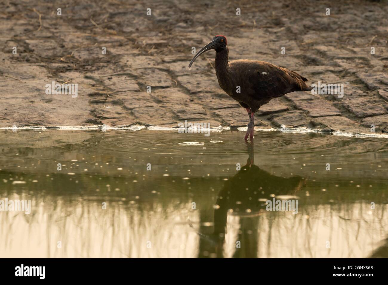 Red naped ibis or Indian black ibis or Pseudibis papillosa closeup with reflection in water at tal chhapar sanctuary rajasthan india Stock Photo