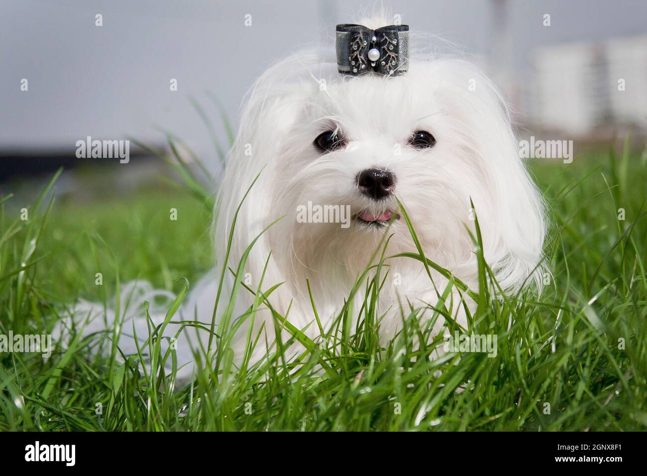 Maltese intelligence 2025