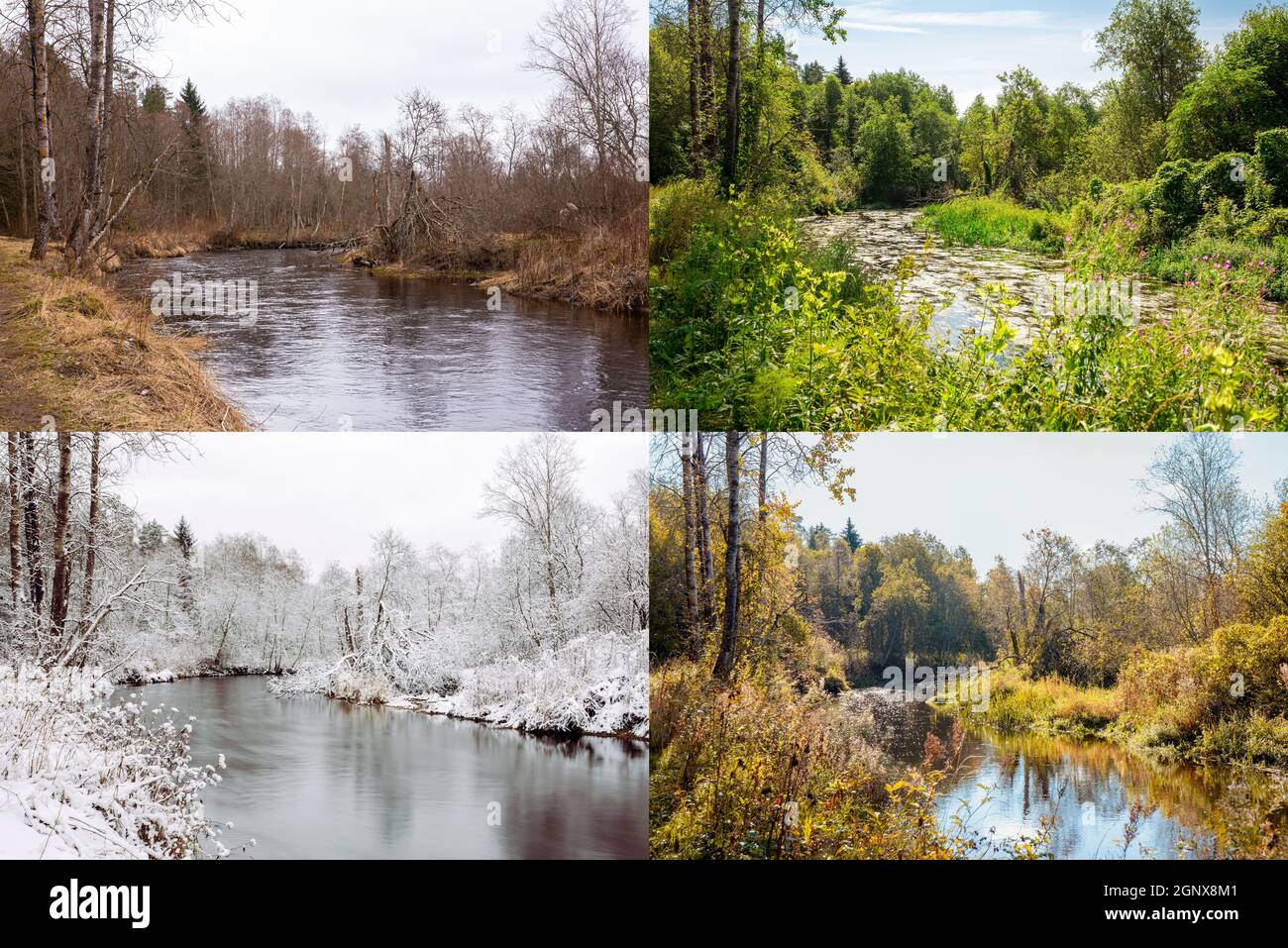 Four seasons of the same forest hi-res stock photography and images - Alamy