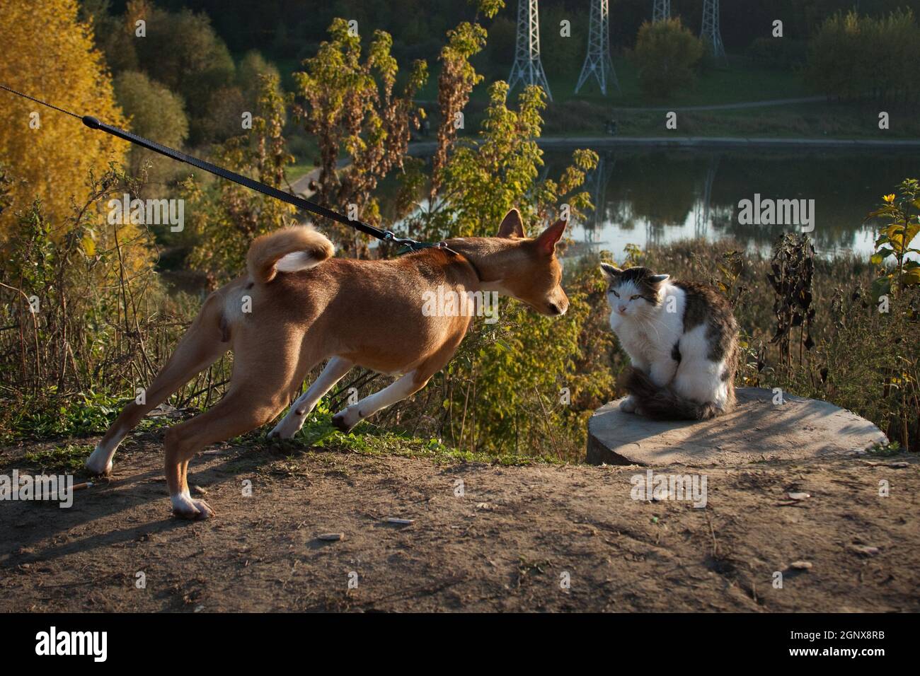 Angry Cat  Angry cat, Angry animals, Angry dog