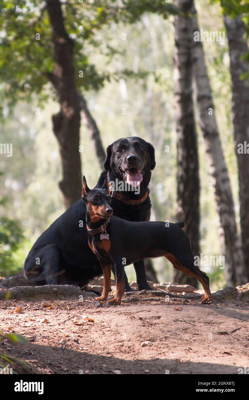 Miniature Pinscher Lab Mix