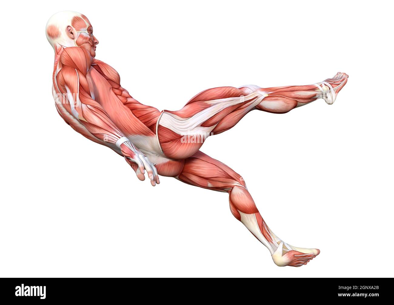 Rest Muscle Map 3D rendering of a male figure with muscle maps isolated on white ...