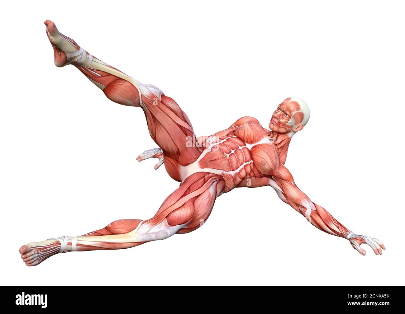 Rest Muscle Map 3D rendering of a male figure with muscle maps isolated on white ...