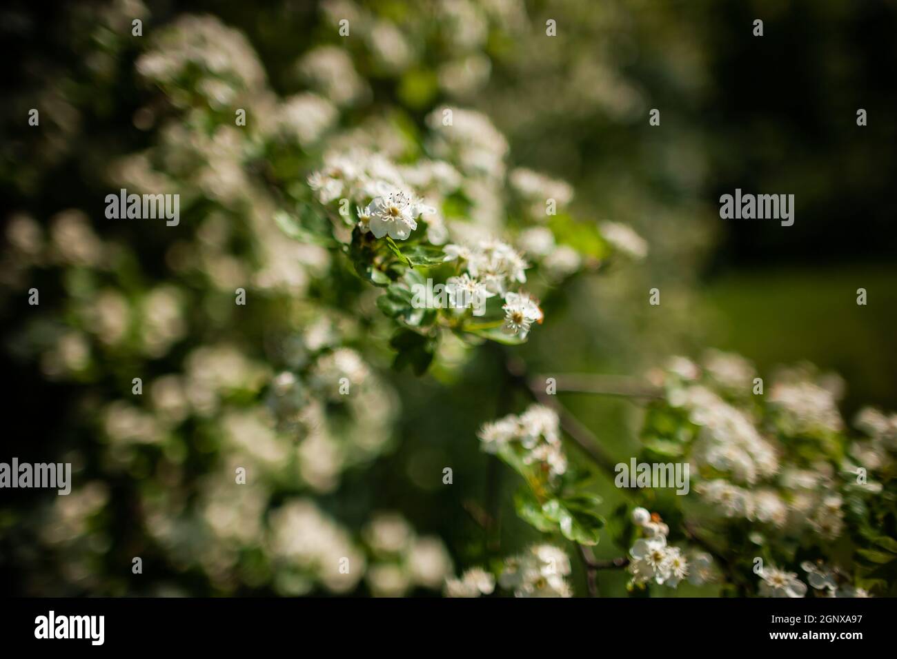 Blooming tiny white flowers on a tree branch close up Macro photo of