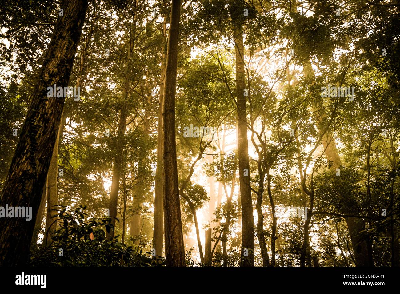 Of forest was dense image (Takao). Shooting Location: Hachioji, Tokyo Stock Photo