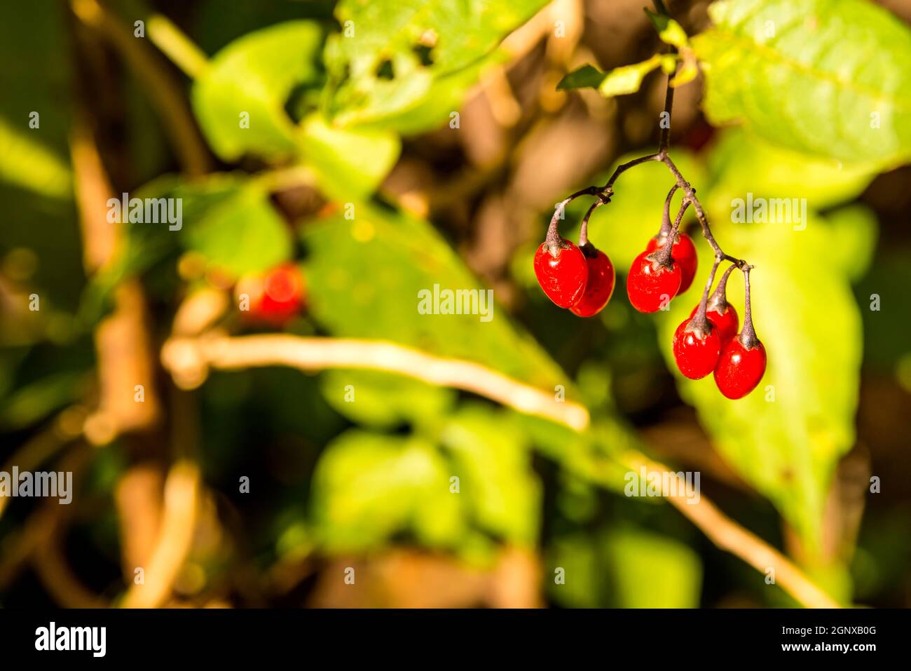 Solanum dulcamara, medicinal plant with ripe berries Stock Photo