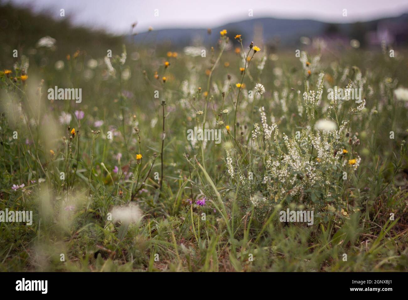 Meadow with yellow, pink and white flowers close up | Beautiful abundant in flowers meadow on cloudy weather with sky and mountains in the background Stock Photo