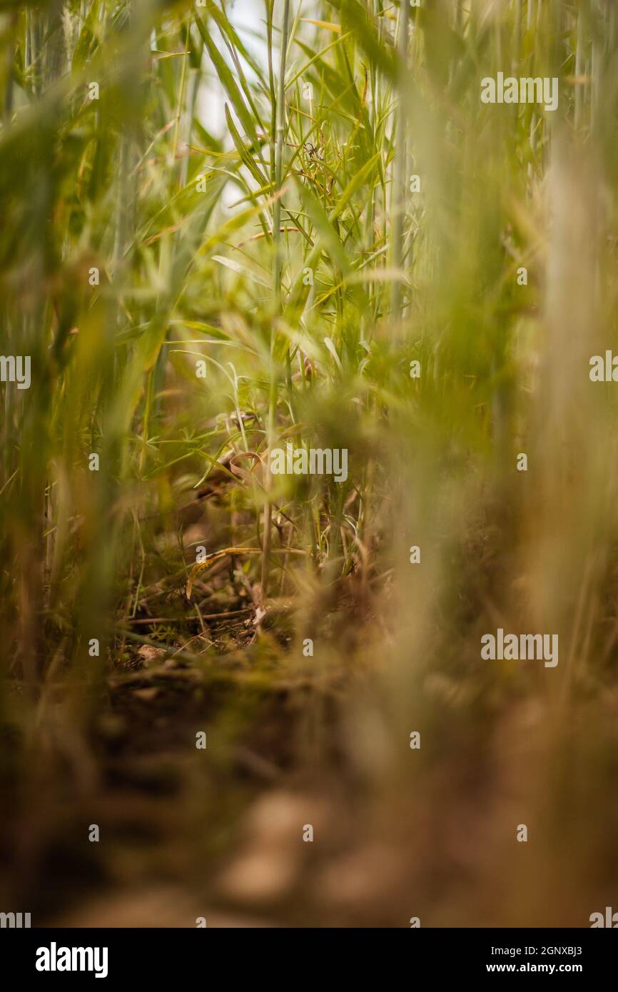 A worm's eye view photo of lush green tall grasses | Ground level close up photo of tall grasses in the field Stock Photo