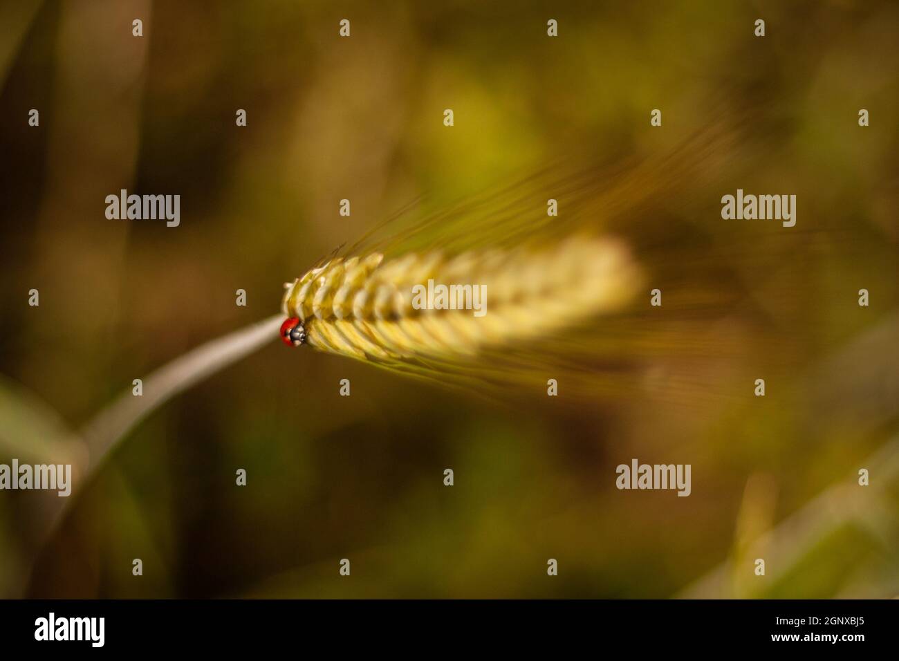 Ladybug sitting on an ear of grain | Close up photo of a ladybug, small insect from beettle family, on a grain with blurred background Stock Photo