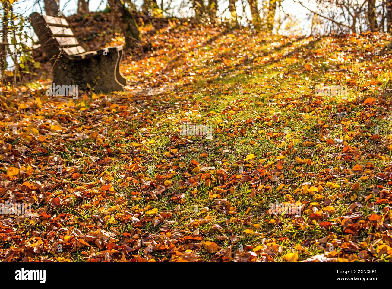 Lonesome park bench in autumn hi-res stock photography and images - Alamy