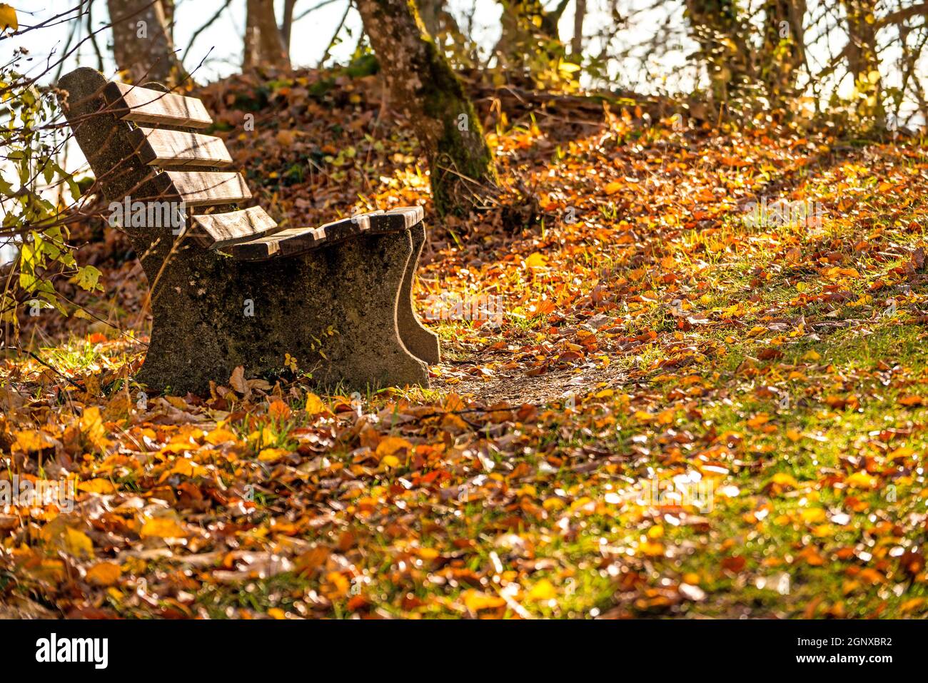 Lonesome park bench in autumn hi-res stock photography and images - Alamy