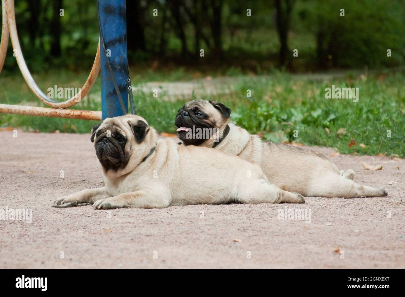 Pug - a small decorative dog, which has long been kept know. A dog with a lively, cheerful and at the same time balanced character, noble and affectio Stock Photo