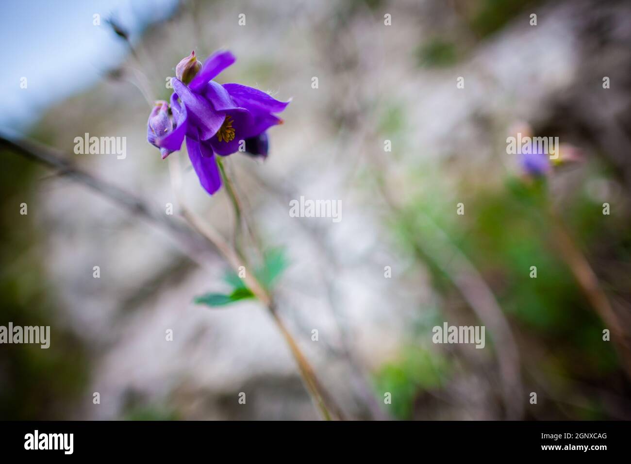 Single wild purple bellflower on a grey background | Macro photo from below of a violet bell flower in the nature Stock Photo