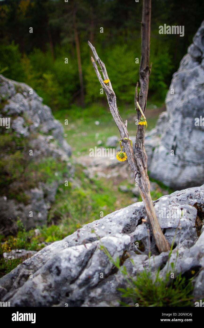 Discarded picked flowers thrown away in the nature | Picked dandelion flowers left to wilt and die out hanging on a dead tree trunk Stock Photo