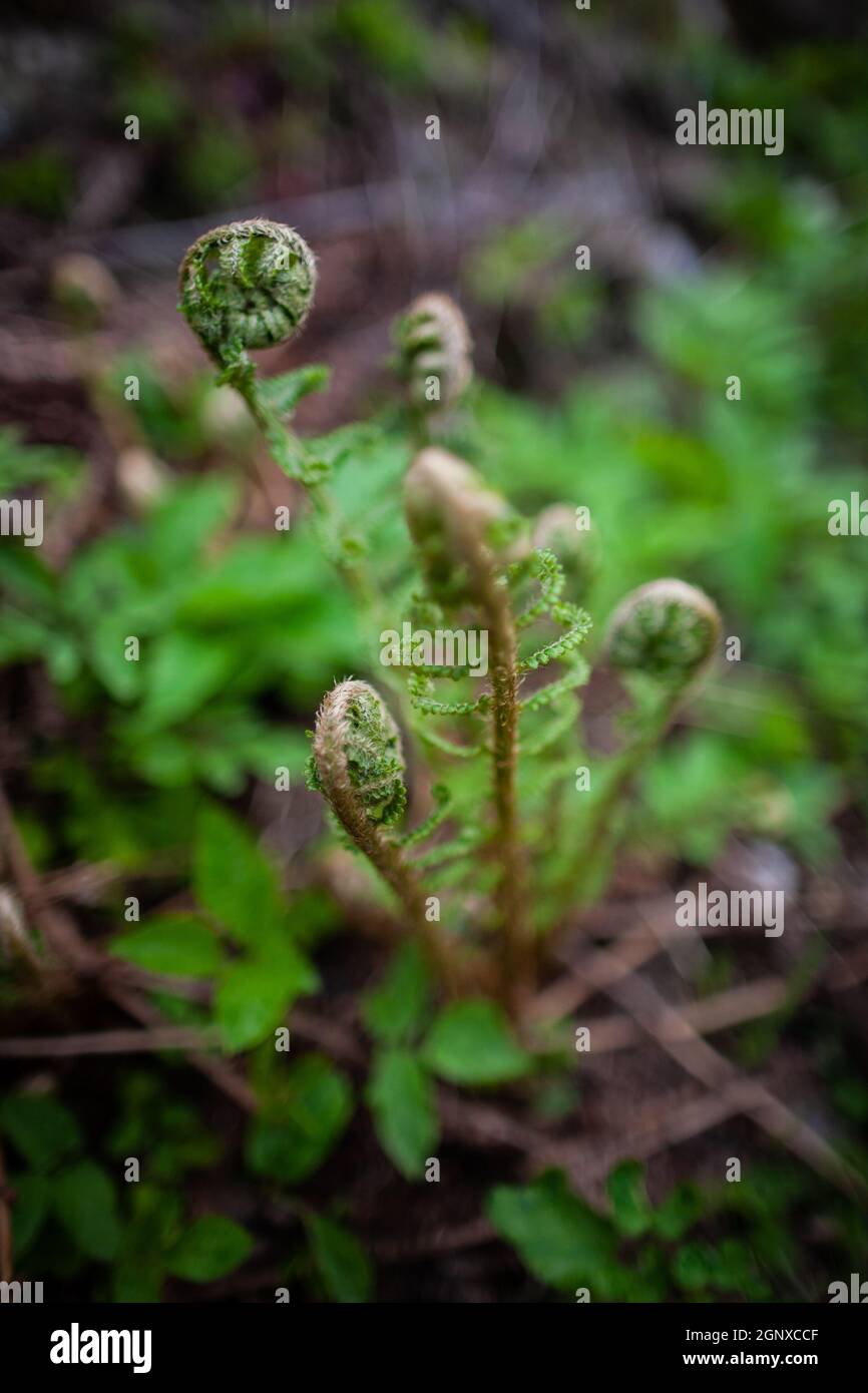 Blooming fern in the forest close up | Macro top down photo of unrolling young leaves of fern, wild forest plant Stock Photo