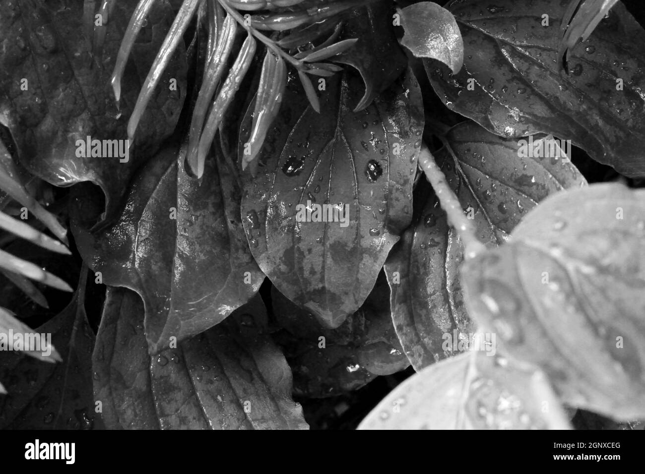 Surreale Darstellung eines traurigen Gesichts nach einem Regengusses auf einem Blatt einer Strauchhecke. Stock Photo