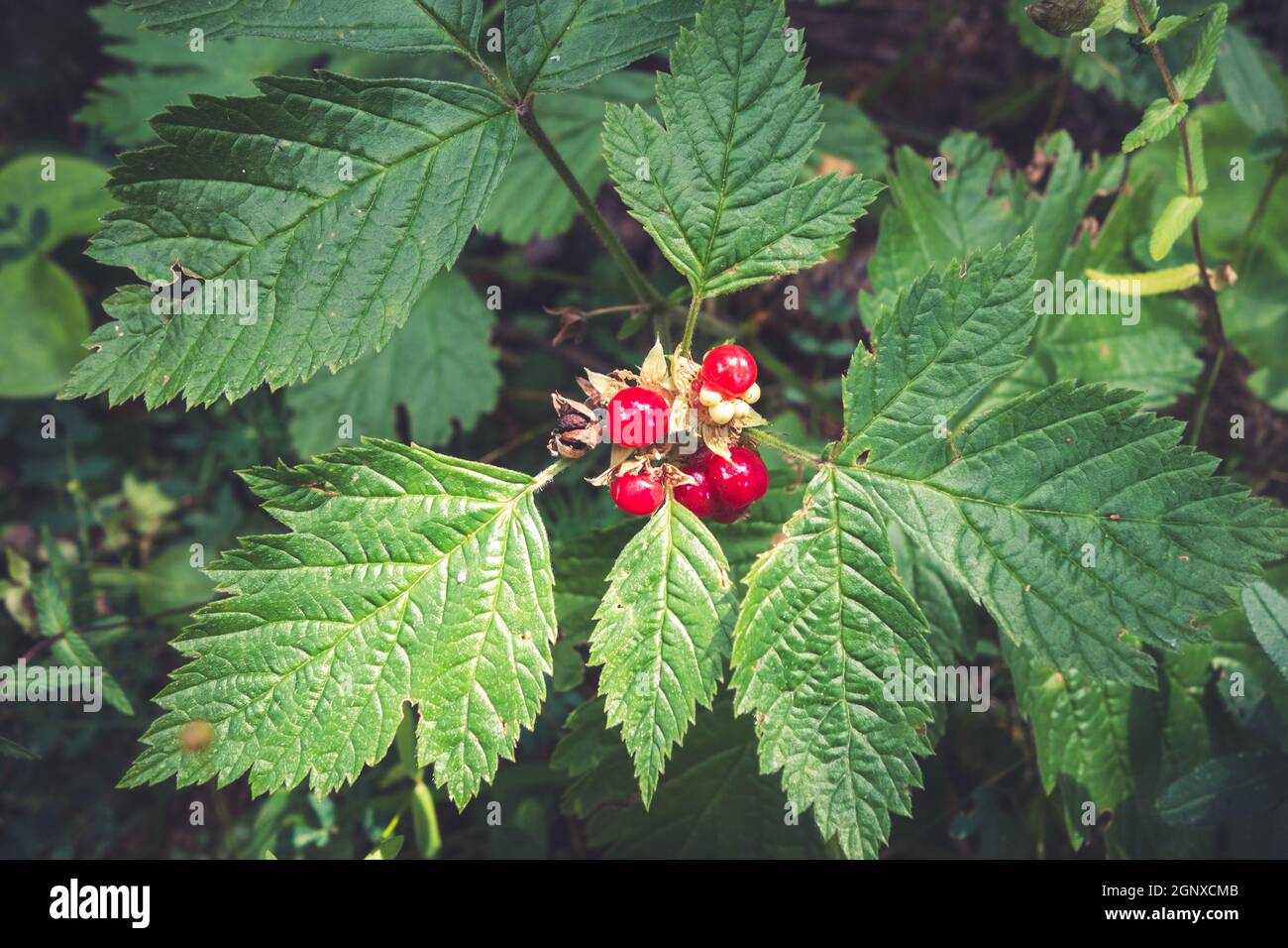 Stone Bramble, or Rubus Saxatilis in Vanoise national Park valley, Savoy, French alps Stock Photo
