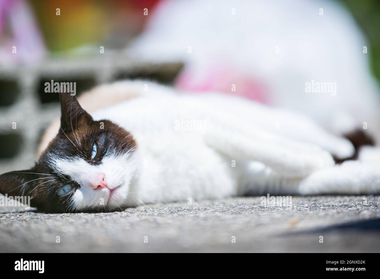 siamese ragdoll crossbreed cat resting in the sun on a terrace in summer Stock Photo