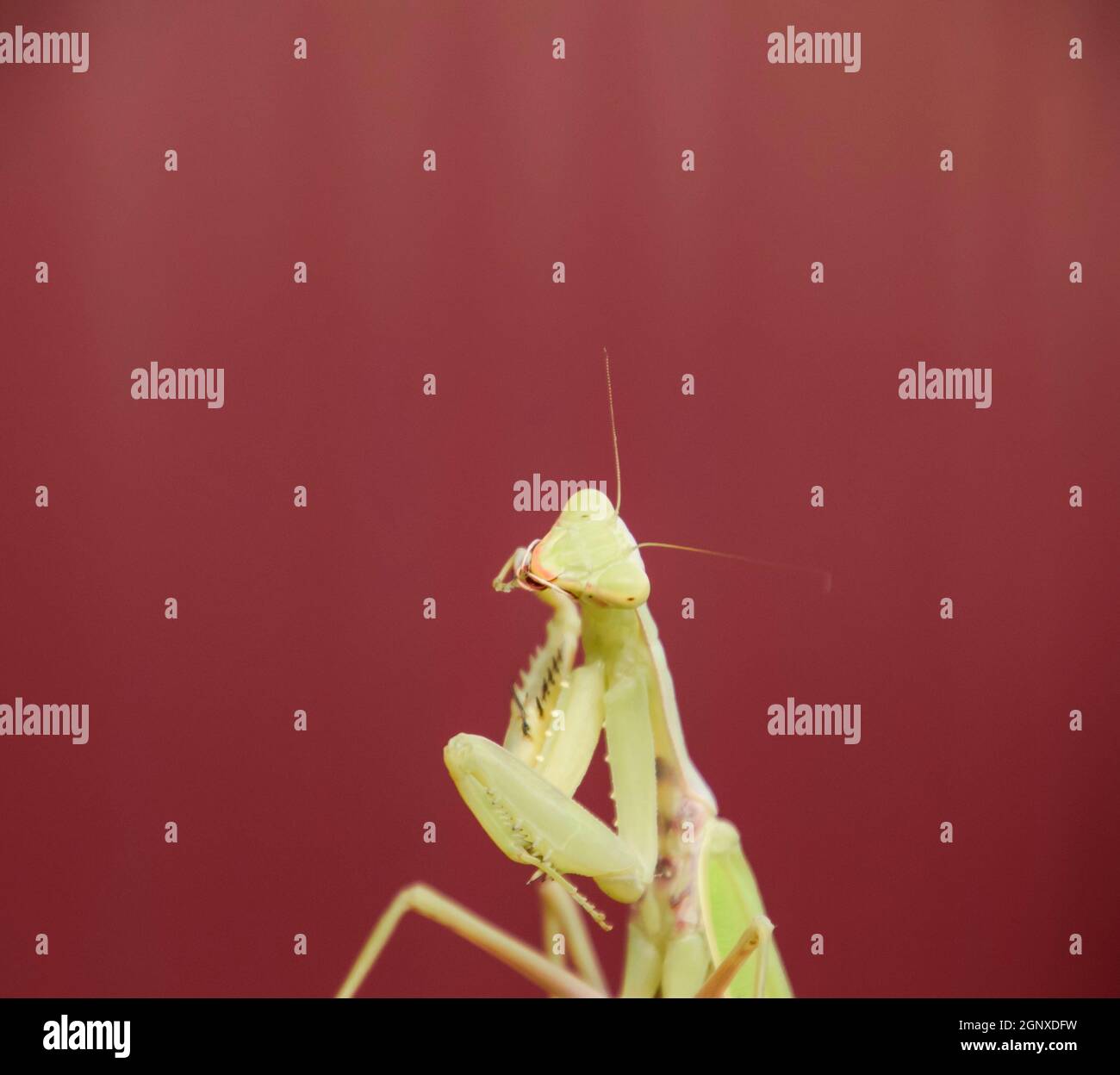 Mantis on a red background. Mating mantises. Mantis insect predator ...