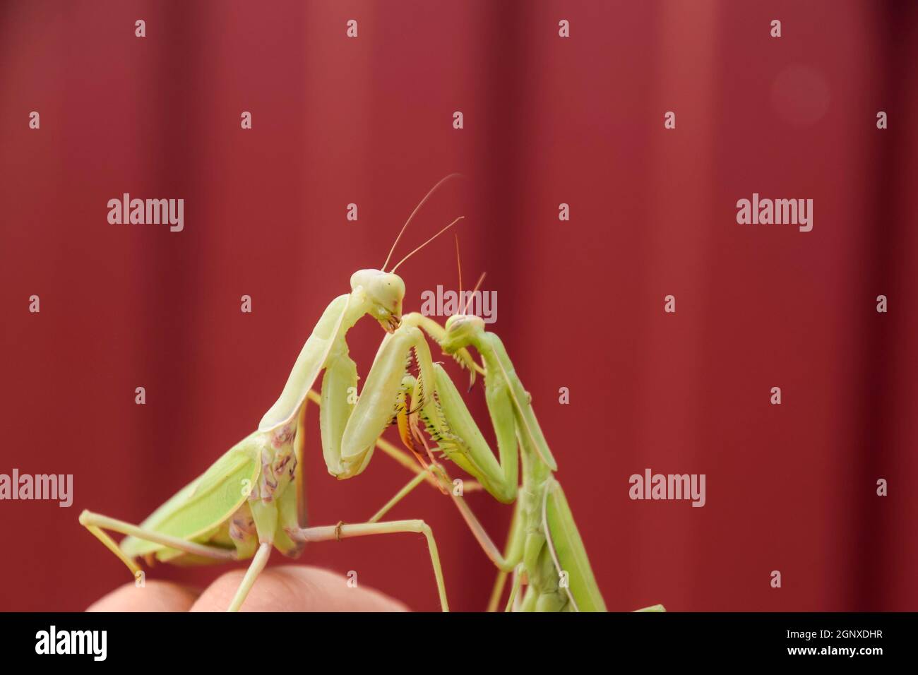 Mantis on a red background. Mating mantises. Mantis insect predator