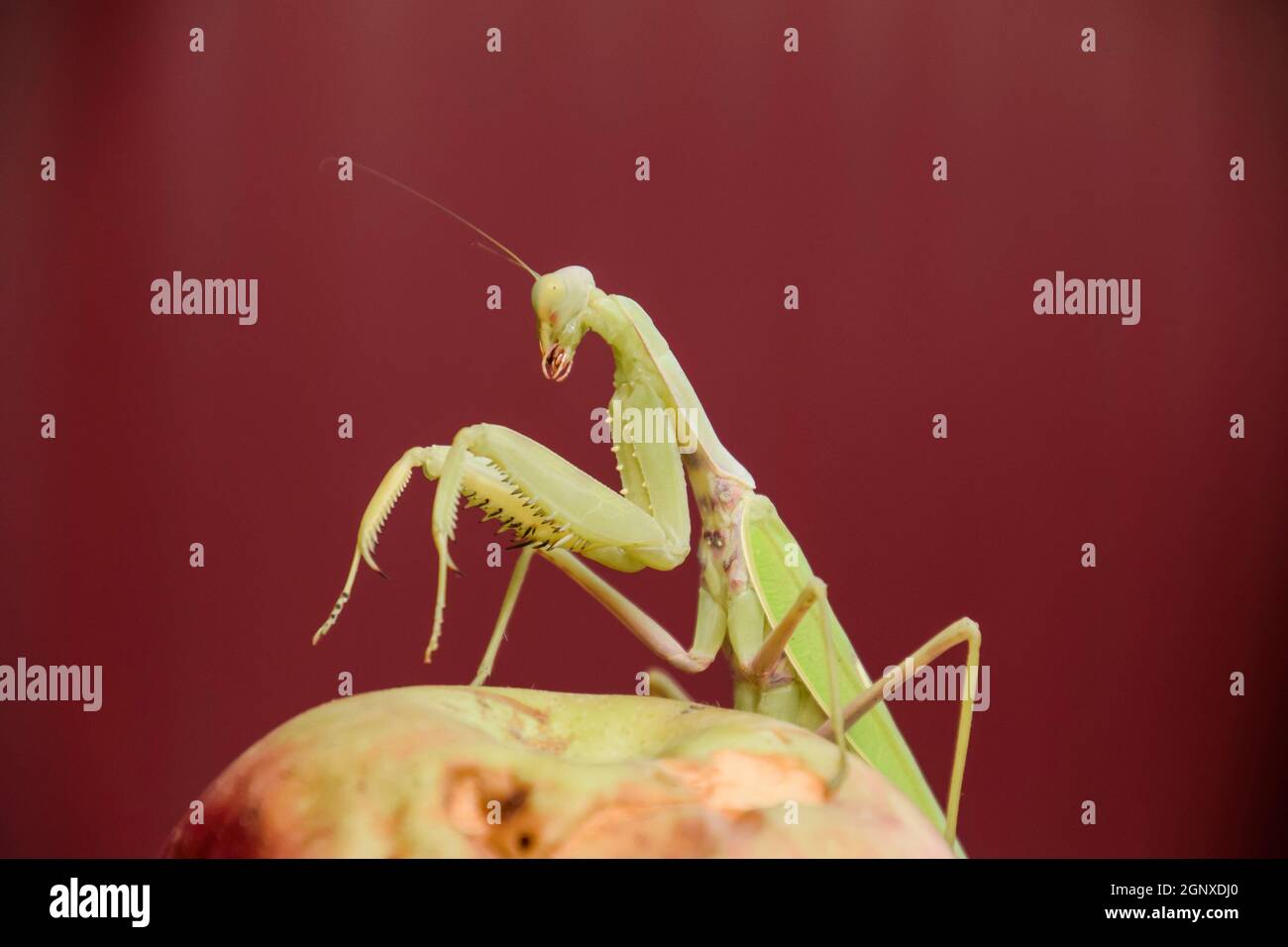 Mantis on a red background. Mating mantises. Mantis insect predator Stock Photo