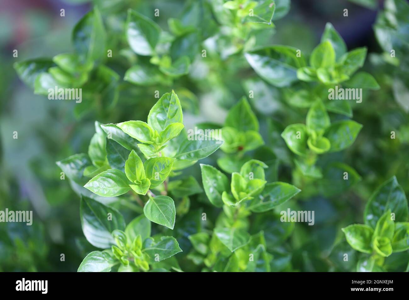 Basilikum, Bergbasilikum, green leave of fresh basil, Ocimum basilicum Stock Photo