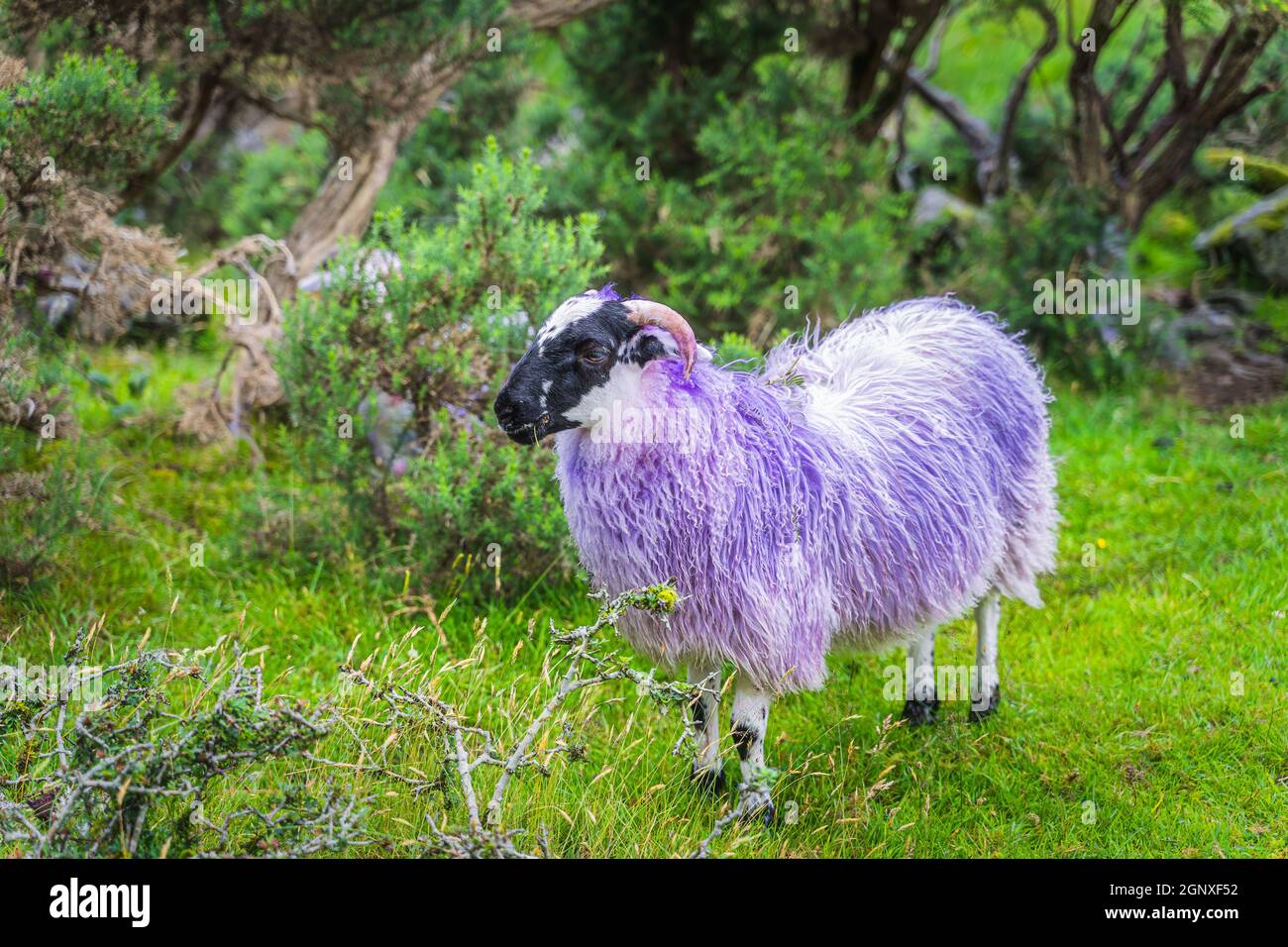 Irish ram hi-res stock photography and images - Alamy