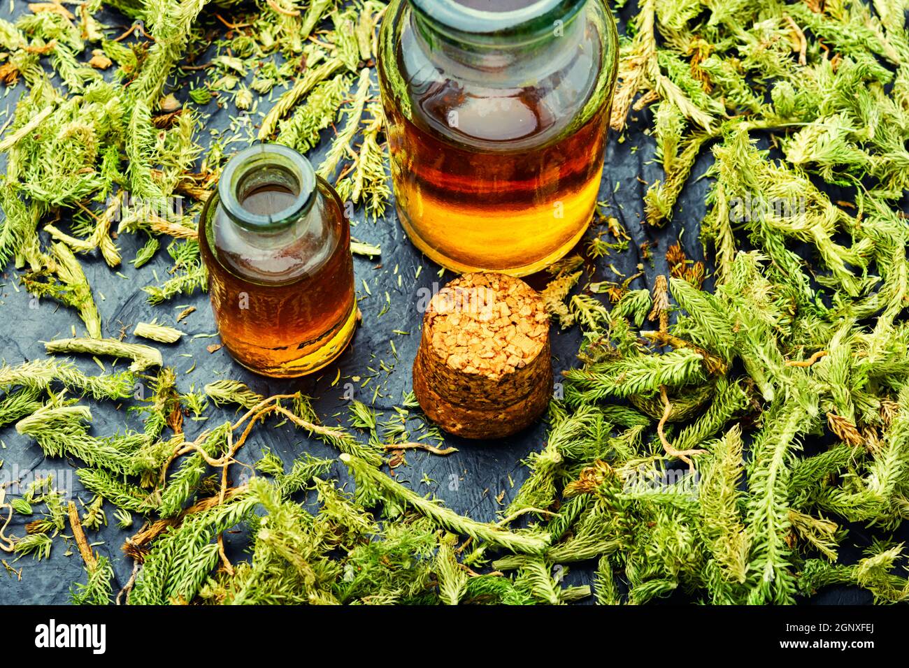 Healing tincture in a bottle.Lycopodium healing herbs.Herbal medicine,lycopodiaceae Stock Photo