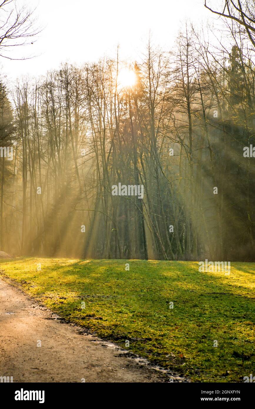 sun rays in a forest Stock Photo