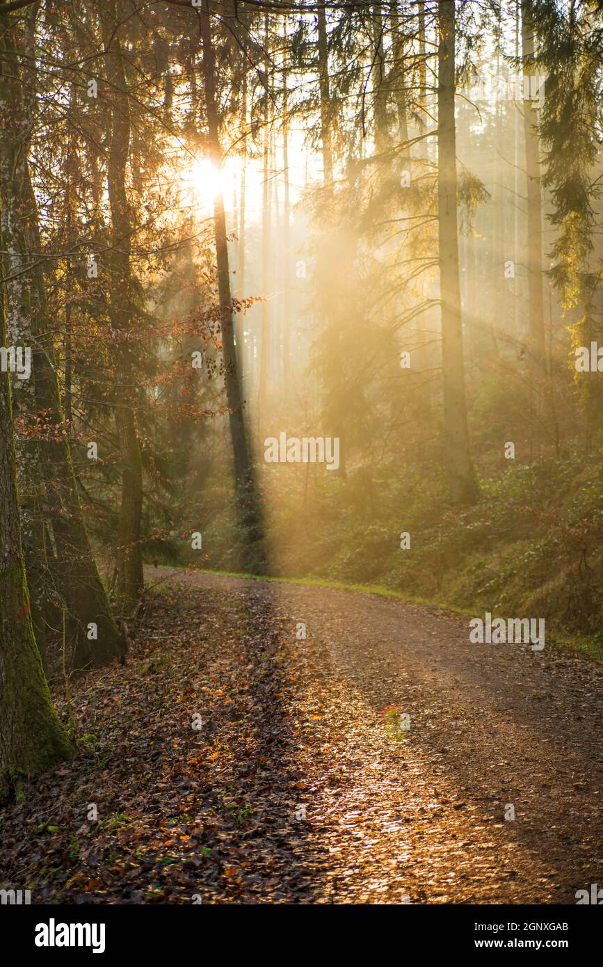 sun rays in a forest Stock Photo